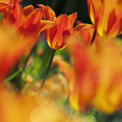 포토 JPG 해외이미지 주간 사람없음 야외 튤립 소프트포커스 해외202004 해외포토 자연요소 꽃 촬영기법 파일형식