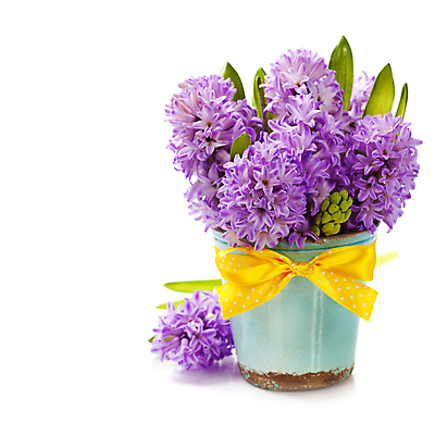 포토 JPG 해외이미지 리본 화분 실내 사람없음 흰배경 원예 히아신스 카피스페이스 해외202004 해외포토 꽃 백그라운드 취미 내부 공백 흰색 파일형식