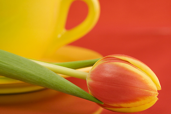 포토 JPG 해외이미지 사람없음 튤립 찻잔 컵받침 빨간배경 해외202004 해외포토 꽃 백그라운드 잔 빨간색 받침대 파일형식