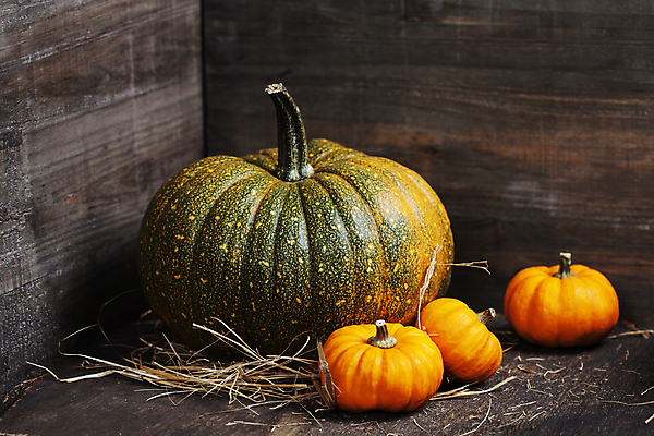 포토 JPG 해외이미지 호박 실내 사람없음 농작물 가을 볏짚 해외202004 해외포토 계절 농업 채소 내부 짚 파일형식