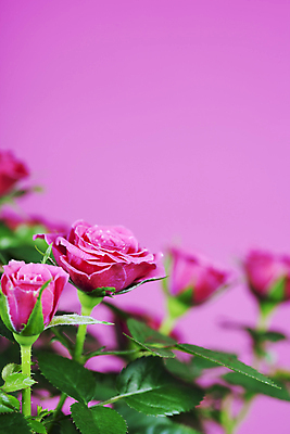 포토 JPG 해외이미지 잎 실내 사람없음 아웃포커스 장미 분홍색배경 해외202004 해외포토 식물 꽃 분홍색 백그라운드 촬영기법 내부 파일형식