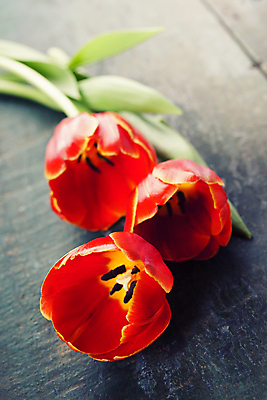 포토 JPG 해외이미지 회색배경 사람없음 튤립 해외202004 해외포토 꽃 백그라운드 회색 파일형식