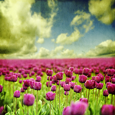 포토 JPG 해외이미지 주간 꽃밭 하늘 사람없음 야외 튤립 해외202004 해외포토 자연요소 꽃 파일형식