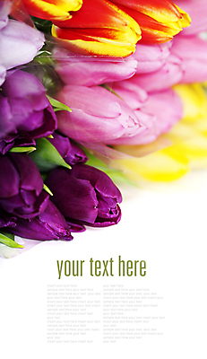 포토 JPG 해외이미지 꽃다발 캘리그라피 실내 타이포그라피 사람없음 튤립 흰배경 해외202004 해외포토 문자 꽃 백그라운드 내부 흰색 파일형식