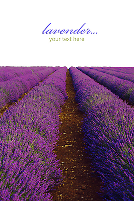 포토 JPG 해외이미지 꽃밭 타이포그라피 사람없음 라벤더 카피스페이스 해외202004 해외포토 문자 꽃 공백 허브 파일형식