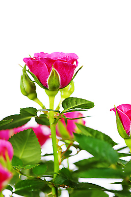 포토 JPG 해외이미지 잎 실내 사람없음 장미 흰배경 해외202004 해외포토 식물 꽃 백그라운드 내부 흰색 파일형식