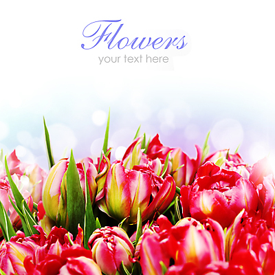 포토 JPG 해외이미지 꽃다발 실내 타이포그라피 사람없음 튤립 흰배경 빛망울 카피스페이스 해외202004 해외포토 문자 꽃 백그라운드 내부 빛 공백 흰색 파일형식