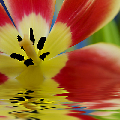 포토 JPG 해외이미지 근접촬영 사람없음 물 튤립 잔물결 해외202004 해외포토 자연요소 꽃 물결 뷰포인트 파일형식