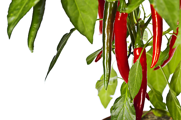 포토 JPG 해외이미지 줄기 잎 식재료 사람없음 흰배경 매움 홍고추 해외202004 해외포토 식물 백그라운드 고추 흰색 맛 파일형식