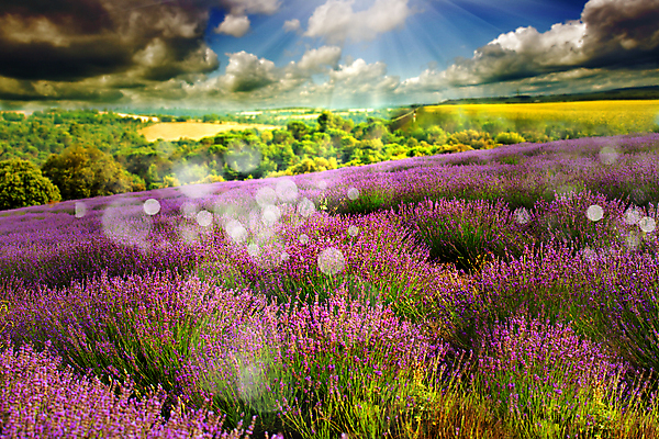 포토 JPG 해외이미지 주간 구름 꽃밭 하늘 사람없음 야외 햇빛 보케 라벤더 블러효과 필터 해외202004 해외포토 자연요소 꽃 태양 허브 블러 파일형식 효과