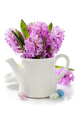 포토 JPG 해외이미지 잎 주전자 부활절 실내 사람없음 흰배경 원예 부활절계란 히아신스 해외202004 해외포토 식물 기념일 꽃 백그라운드 주방용품 취미 내부 계란 흰색 파일형식