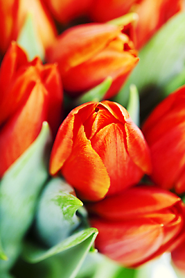 포토 JPG 해외이미지 꽃다발 사람없음 아웃포커스 튤립 해외202004 해외포토 꽃 촬영기법 파일형식