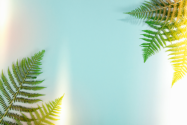 포토 JPG 해외이미지 잎 실내 사람없음 빛 파란배경 카피스페이스 해외202004 해외포토 식물 백그라운드 내부 파란색 공백 파일형식