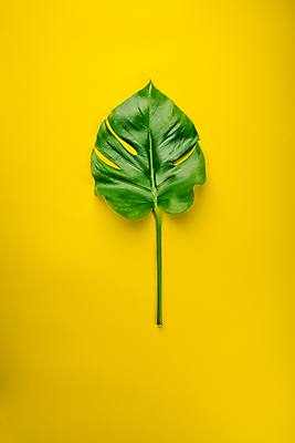 포토 JPG 해외이미지 사람없음 노란배경 몬스테라 카피스페이스 해외202004 해외포토 식물 백그라운드 노란색 공백 파일형식