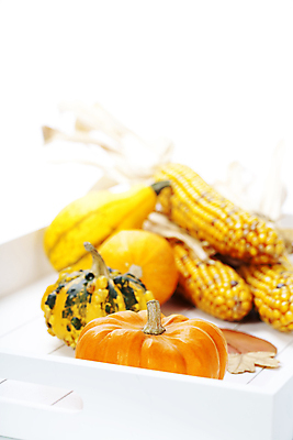 포토 JPG 해외이미지 호박 쟁반 실내 사람없음 농작물 쌓기 가을 흰배경 추수감사절 해외202004 해외포토 계절 기독교 백그라운드 농업 채소 모션 내부 흰색 파일형식