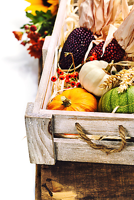 포토 JPG 해외이미지 열매 꽃 호박 실내 사람없음 농작물 벼 가을 나무상자 흰배경 나무바닥 추수감사절 흑찰옥수수 해외202004 해외포토 식물 계절 기독교 백그라운드 농업 채소 곡류 바닥 내부 상자 흰색 찰옥수수 파일형식