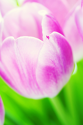 포토 JPG 해외이미지 잎 실내 근접촬영 사람없음 아웃포커스 튤립 해외202004 해외포토 식물 꽃 뷰포인트 촬영기법 내부 파일형식