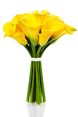 포토 JPG 해외이미지 꽃다발 실내 사람없음 카라 흰배경 칼라꽃 해외202004 해외포토 꽃 백그라운드 내부 흰색 파일형식