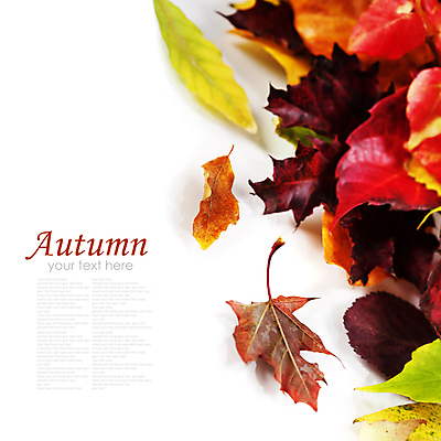 포토 JPG 해외이미지 낙엽 실내 타이포그라피 사람없음 가을 흰배경 카피스페이스 해외202004 해외포토 문자 계절 백그라운드 잎 내부 공백 흰색 파일형식