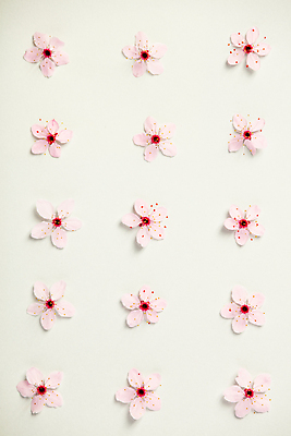 포토 JPG 해외이미지 패턴 봄꽃 실내 사람없음 벚꽃 흰배경 해외202004 해외포토 꽃 백그라운드 무늬 내부 봄 흰색 파일형식