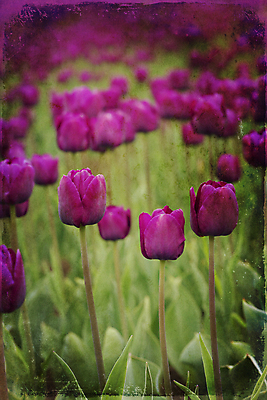 포토 JPG 해외이미지 주간 꽃잎 잎 꽃밭 사람없음 야외 아웃포커스 튤립 비네팅 해외202004 해외포토 자연요소 식물 꽃 촬영기법 파일형식