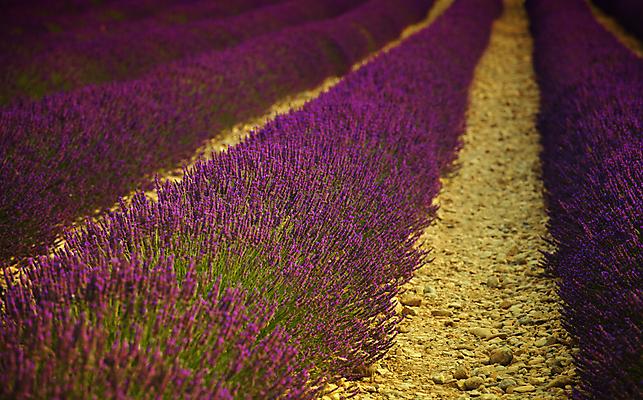 포토 JPG 해외이미지 주간 길 꽃밭 사람없음 야외 라벤더 비네팅 해외202004 해외포토 자연요소 꽃 촬영기법 허브 파일형식