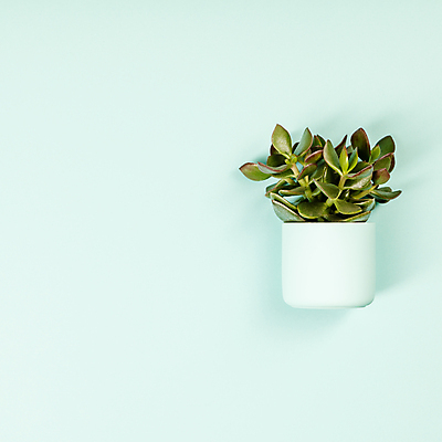포토 JPG 해외이미지 화분 실내 사람없음 하이앵글 다육식물 카피스페이스 민트색배경 해외202004 해외포토 식물 뷰포인트 백그라운드 내부 공백 민트색 파일형식