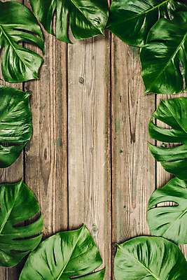 포토 JPG 해외이미지 프레임 사람없음 나무바닥 몬스테라 해외202004 해외포토 식물 바닥 파일형식