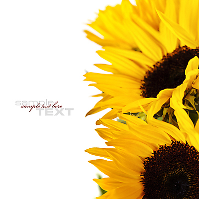 포토 JPG 해외이미지 해바라기 실내 사람없음 해외202004 해외포토 꽃 내부 파일형식