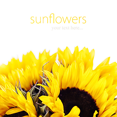 포토 JPG 해외이미지 해바라기 실내 사람없음 해외202004 해외포토 꽃 내부 파일형식