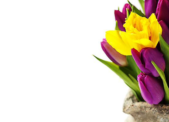 포토 JPG 해외이미지 꽃다발 실내 근접촬영 사람없음 꽃병 튤립 흰배경 카피스페이스 해외202004 해외포토 꽃 뷰포인트 백그라운드 내부 공백 흰색 파일형식
