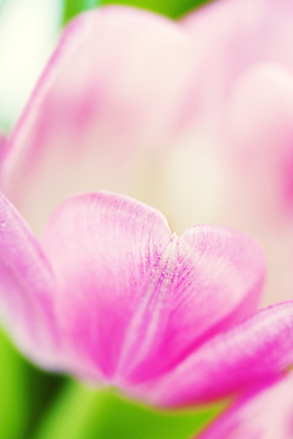 포토 JPG 해외이미지 실내 근접촬영 사람없음 아웃포커스 튤립 해외202004 해외포토 꽃 뷰포인트 촬영기법 내부 파일형식