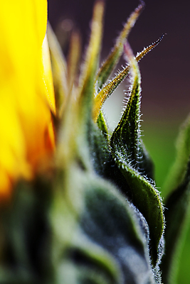 포토 JPG 해외이미지 주간 해바라기 근접촬영 사람없음 야외 해외202004 해외포토 자연요소 꽃 뷰포인트 파일형식