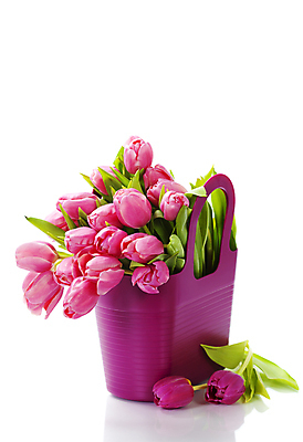 포토 JPG 해외이미지 꽃다발 실내 사람없음 튤립 장바구니 흰배경 담기 해외202004 해외포토 꽃 백그라운드 모션 내부 쇼핑 바구니 흰색 파일형식