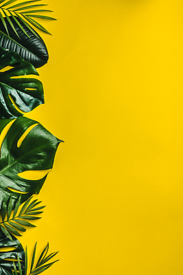 포토 JPG 해외이미지 사람없음 노란배경 몬스테라 열대잎 카피스페이스 해외202004 해외포토 식물 백그라운드 잎 노란색 공백 파일형식