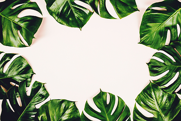 포토 JPG 해외이미지 프레임 사람없음 몬스테라 분홍색배경 해외202004 해외포토 식물 분홍색 백그라운드 파일형식