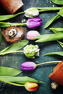 포토 JPG 해외이미지 화분 잎 탁자 부활절 사람없음 튤립 둥지 부활절계란 파란배경 일렬 메추리알 해외202004 해외포토 식물 기념일 꽃 가구 백그라운드 파란색 계란 알 파일형식