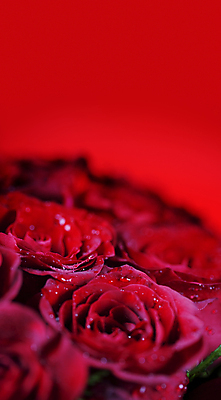 포토 JPG 해외이미지 실내 사람없음 아웃포커스 장미 빨간배경 해외202004 해외포토 꽃 백그라운드 촬영기법 내부 빨간색 파일형식