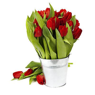 포토 JPG 해외이미지 꽃다발 사람없음 튤립 양동이 흰배경 해외202004 해외포토 꽃 백그라운드 흰색 파일형식