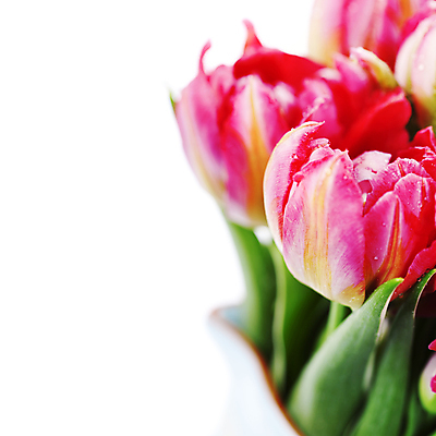 포토 JPG 해외이미지 꽃다발 실내 근접촬영 사람없음 튤립 흰배경 카피스페이스 해외202004 해외포토 꽃 뷰포인트 백그라운드 내부 공백 흰색 파일형식