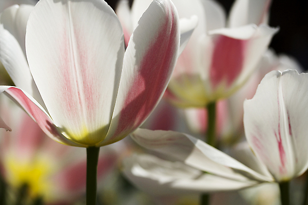 포토 JPG 해외이미지 꽃잎 잎 근접촬영 사람없음 아웃포커스 튤립 해외202004 해외포토 식물 꽃 뷰포인트 촬영기법 파일형식