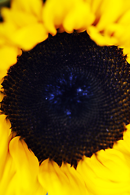 포토 JPG 해외이미지 해바라기 실내 근접촬영 사람없음 해외202004 해외포토 꽃 뷰포인트 내부 파일형식