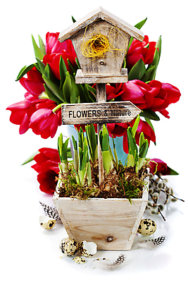 포토 JPG 해외이미지 실내 사람없음 튤립 표지판 둥지 흰배경 원예 수선화 메추리알 해외202004 해외포토 꽃 백그라운드 알림판 취미 내부 알 흰색 파일형식