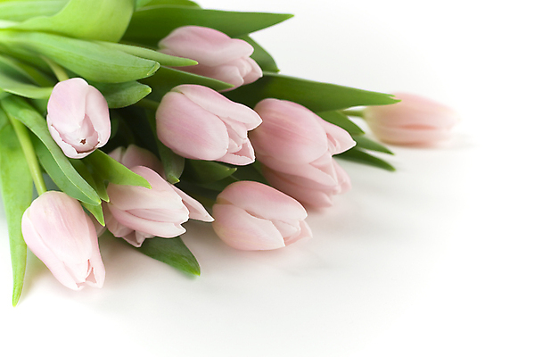 포토 JPG 해외이미지 꽃다발 실내 사람없음 튤립 흰배경 해외202004 해외포토 꽃 백그라운드 내부 흰색 파일형식