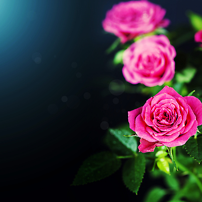 포토 JPG 해외이미지 잎 검은배경 실내 사람없음 아웃포커스 장미 카피스페이스 해외202004 해외포토 식물 꽃 백그라운드 촬영기법 내부 검은색 공백 파일형식