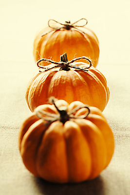 포토 JPG 해외이미지 리본 호박 실내 사람없음 농작물 가을 일렬 해외202004 해외포토 계절 농업 채소 내부 파일형식