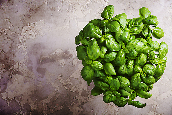 포토 JPG 해외이미지 실내 사람없음 하이앵글 바질 카피스페이스 해외202004 해외포토 뷰포인트 내부 공백 파일형식