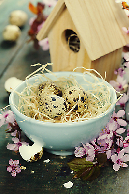 포토 JPG 해외이미지 그릇 부활절 사람없음 아웃포커스 벚꽃 나뭇가지 둥지 새장 메추리알 나무탁자 알껍데기 해외202004 해외포토 나무 식기 기념일 꽃 탁자 촬영기법 알 케이지 파일형식