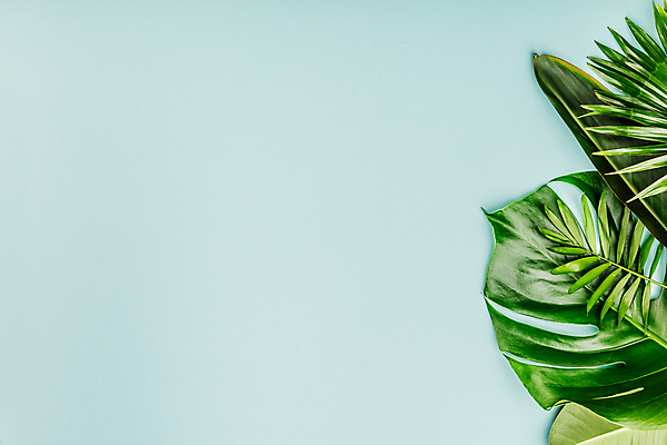 포토 JPG 해외이미지 사람없음 파란배경 몬스테라 열대잎 카피스페이스 해외202004 해외포토 식물 백그라운드 잎 파란색 공백 파일형식