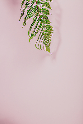 포토 JPG 해외이미지 잎 실내 그림자 사람없음 카피스페이스 분홍색배경 해외202004 해외포토 식물 분홍색 백그라운드 내부 공백 파일형식